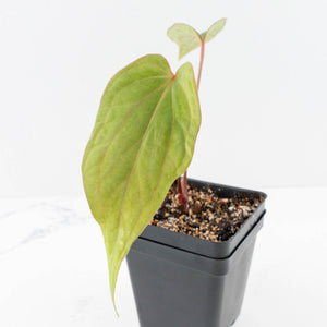 Anthurium 'Tropiflora Delta' x Antolakii (Formerly BVEP) (wk30-R)