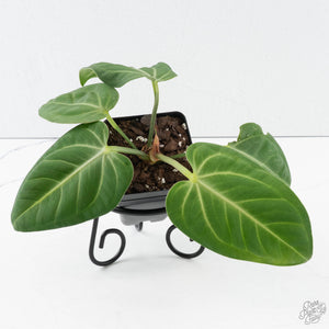 Anthurium villenaorum (wk39-L307)