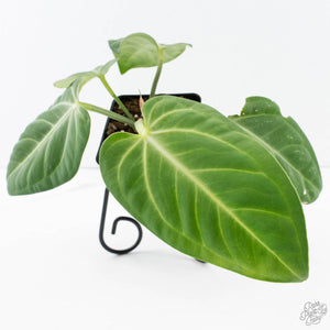 Anthurium villenaorum (wk39-L307)