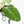 Anthurium villenaorum (wk39-L307)