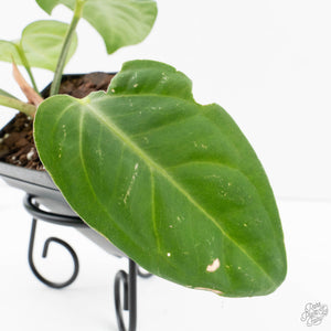 Anthurium villenaorum (wk39-L307)