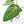 Anthurium villenaorum (wk39-L307)