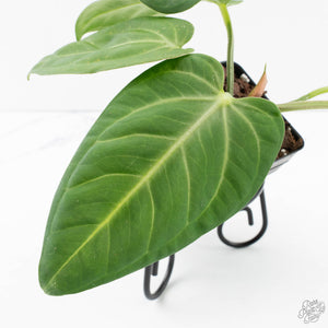 Anthurium villenaorum (wk39-L307)