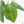Anthurium villenaorum (wk39-L307)
