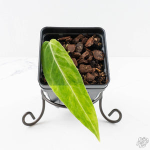 Anthurium Warocqueanum "Queen Anthurium" Variegated (wk29-UG)