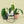 Anthurium Warocqueanum 'Queen'
