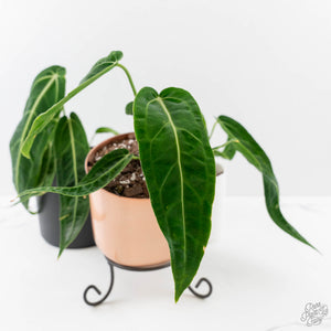 Anthurium Warocqueanum 'Queen'
