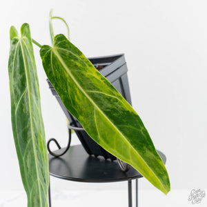 Anthurium Warocqueanum "Queen Anthurium" Variegated (wk43-U180)