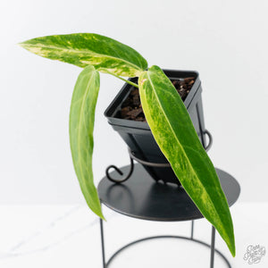 Anthurium Warocqueanum "Queen Anthurium" Variegated (wk43-U58)