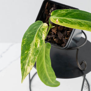 Anthurium Warocqueanum "Queen Anthurium" Variegated (wk43-U58)