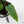 Anthurium Warocqueanum Dark Form x Luxurians (wk44-U198)