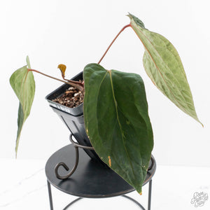 Anthurium 'Wuhoo's First Night' x Antolakii (formerly BVEP) (wk27-J) Blister Variegated