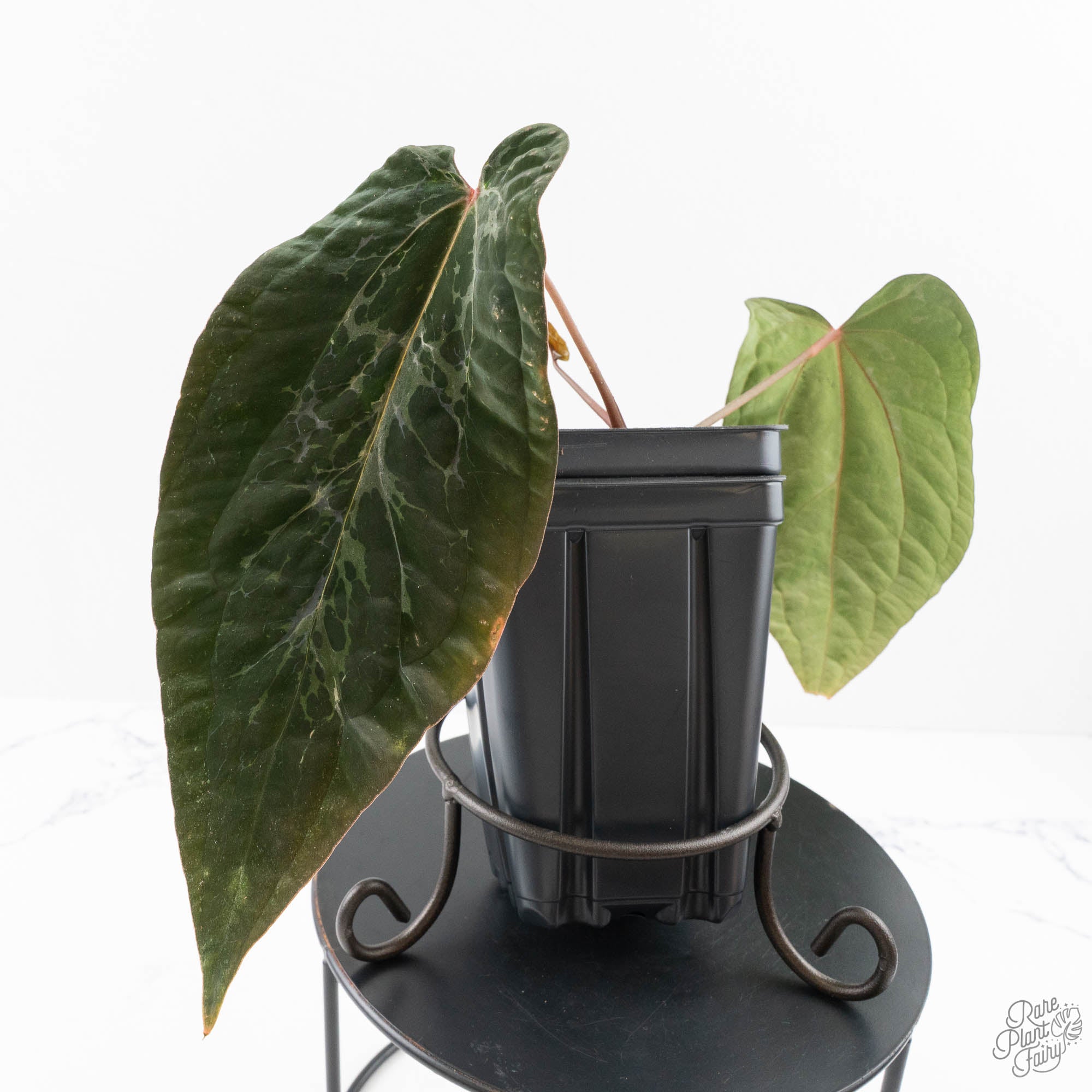 Anthurium 'Wuhoo's First Night' x Antolakii (formerly BVEP) (wk27