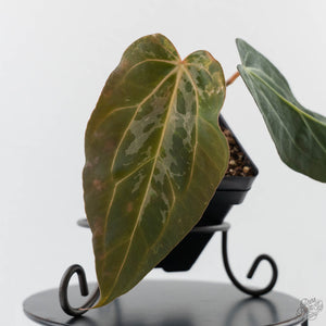 Anthurium 'Wuhoo's First Night' x 'Carlablackiae' - Blister Variegated (wk43-L386)