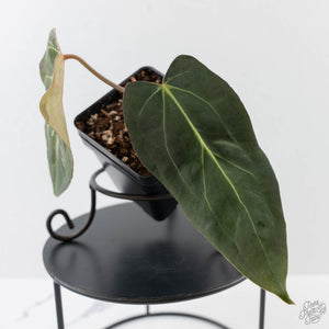 Anthurium 'Wuhoo's First Night' x 'Carlablackiae' - Blister Variegated (wk43-L386)