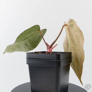 Anthurium 'Wuhoo's First Night' x 'Carlablackiae' - Blister Variegated (wk43-L386)