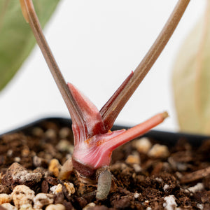 Anthurium 'Wuhoo's First Night' x 'Carlablackiae' - Blister Variegated (wk43-L386)