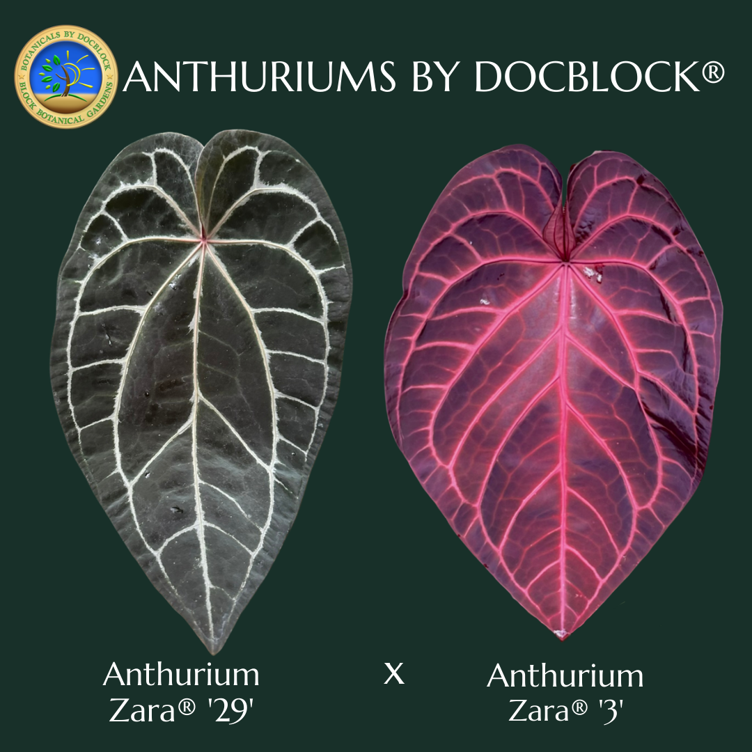 Anthurium Zara '29' x Zara '3' by DocBlock® *Grower's choice Anthurium Zara '29' x Zara '3' by DocBlock® *Grower's choice
