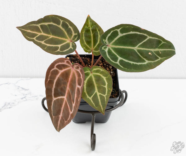 Anthurium Zara '29' × (Michelle® X DocBlock Zara®) '28' (wk11-N)