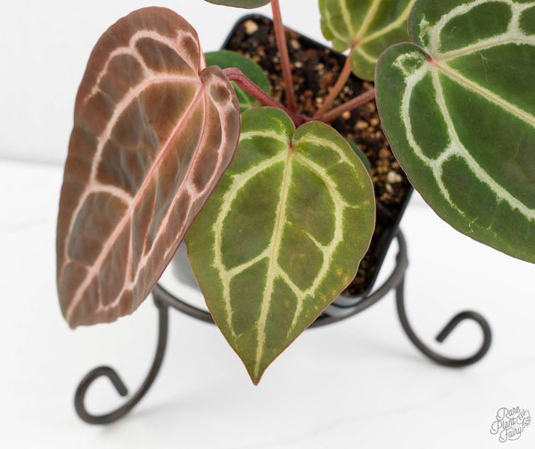 Anthurium Zara '29' × (Michelle® X DocBlock Zara®) '28' (wk11-N)