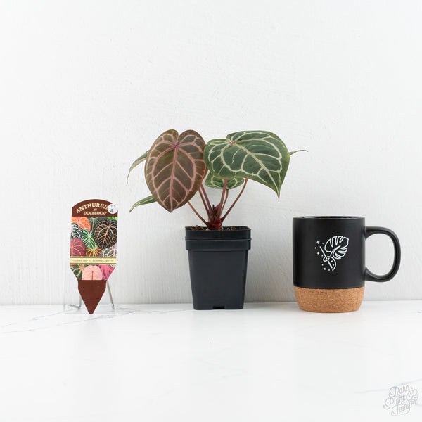 Anthurium Zara '31' x Zara '14' by DocBlock® (wk10-A)