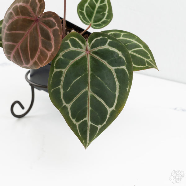 Anthurium Zara '31' x Zara '14' by DocBlock® (wk10-A)