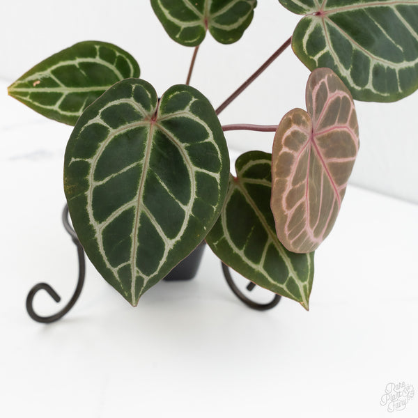 Anthurium Zara '31' x Zara '14' by DocBlock® (wk10-A)