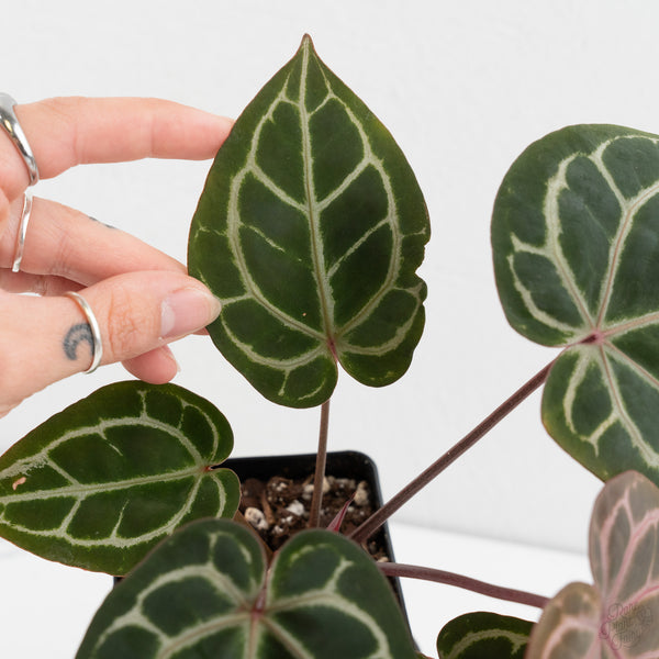 Anthurium Zara '31' x Zara '14' by DocBlock® (wk10-A)