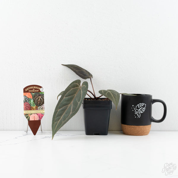 Anthurium Zara '31' x Zara '14' by DocBlock® (wk10-K)