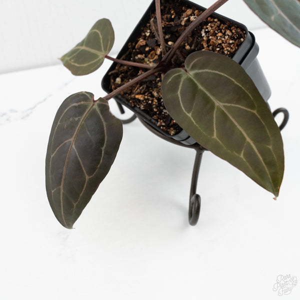 Anthurium Zara '31' x Zara '14' by DocBlock® (wk10-K)