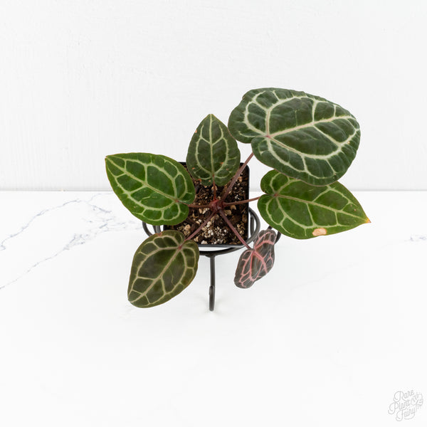 Anthurium Zara '31' x Zara '14' by DocBlock® (wk9-E)