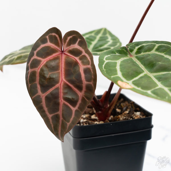 Anthurium Zara '31' x Zara '14' by DocBlock® (wk9-E)