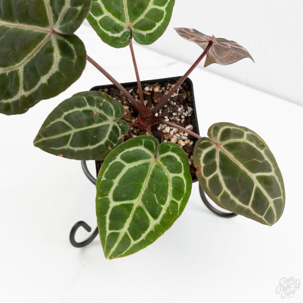 Anthurium Zara '31' x Zara '14' by DocBlock® (wk9-E)