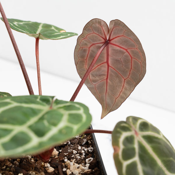 Anthurium Zara '31' x Zara '14' by DocBlock® (wk9-E)