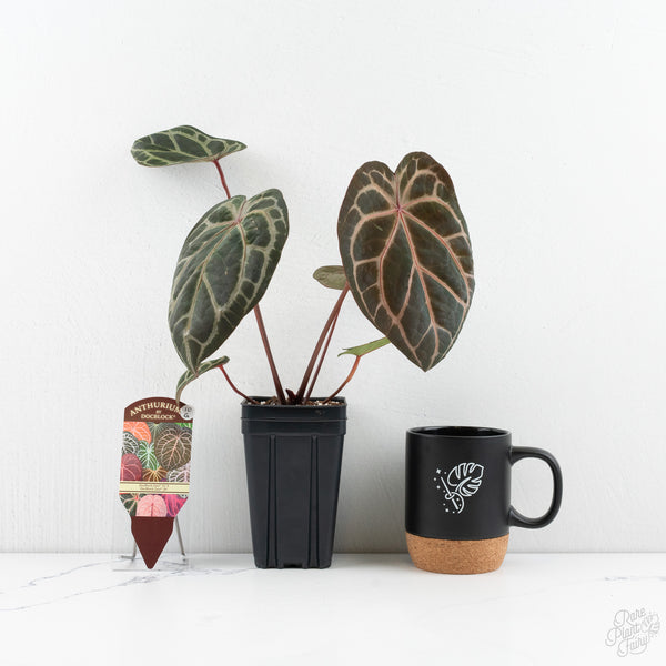 Anthurium Zara '33' x Zara '29' by DocBlock® (wk10-G)