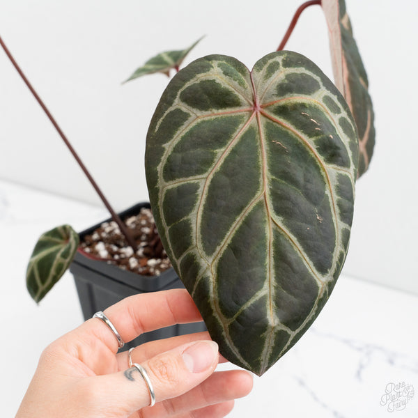 Anthurium Zara '33' x Zara '29' by DocBlock® (wk10-G)