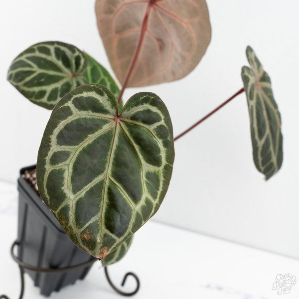 Anthurium Zara '33' x Zara '29' by DocBlock® (wk10-G)