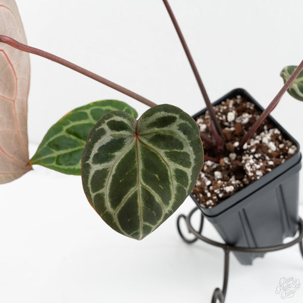 Anthurium Zara '33' x Zara '29' by DocBlock® (wk10-G)