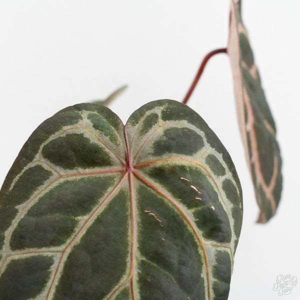 Anthurium Zara '33' x Zara '29' by DocBlock® (wk10-G)
