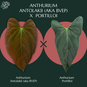 Anthurium Portillae Antolakii (formerly BVEP) *Grower Choice*