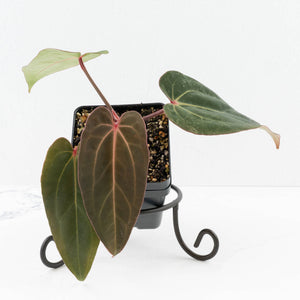 Anthurium (Carlablackiae × Portillae) x Dressleri (wk32-K)