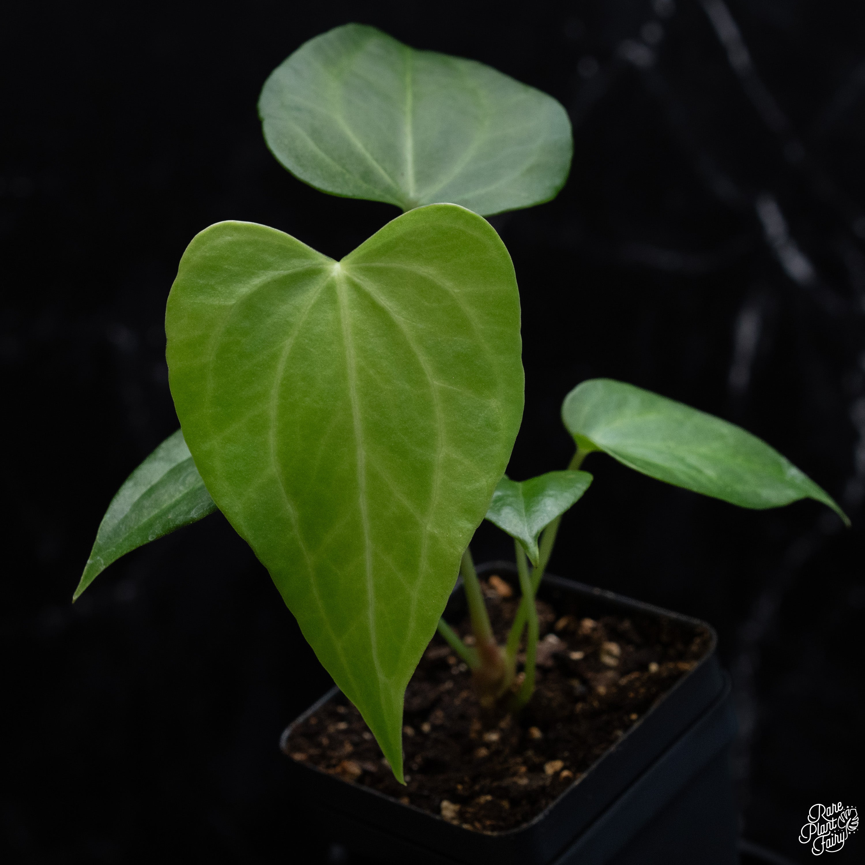 anthurium delta force for sale Anthurium 'Delta Force' *Grower's Choice* Large