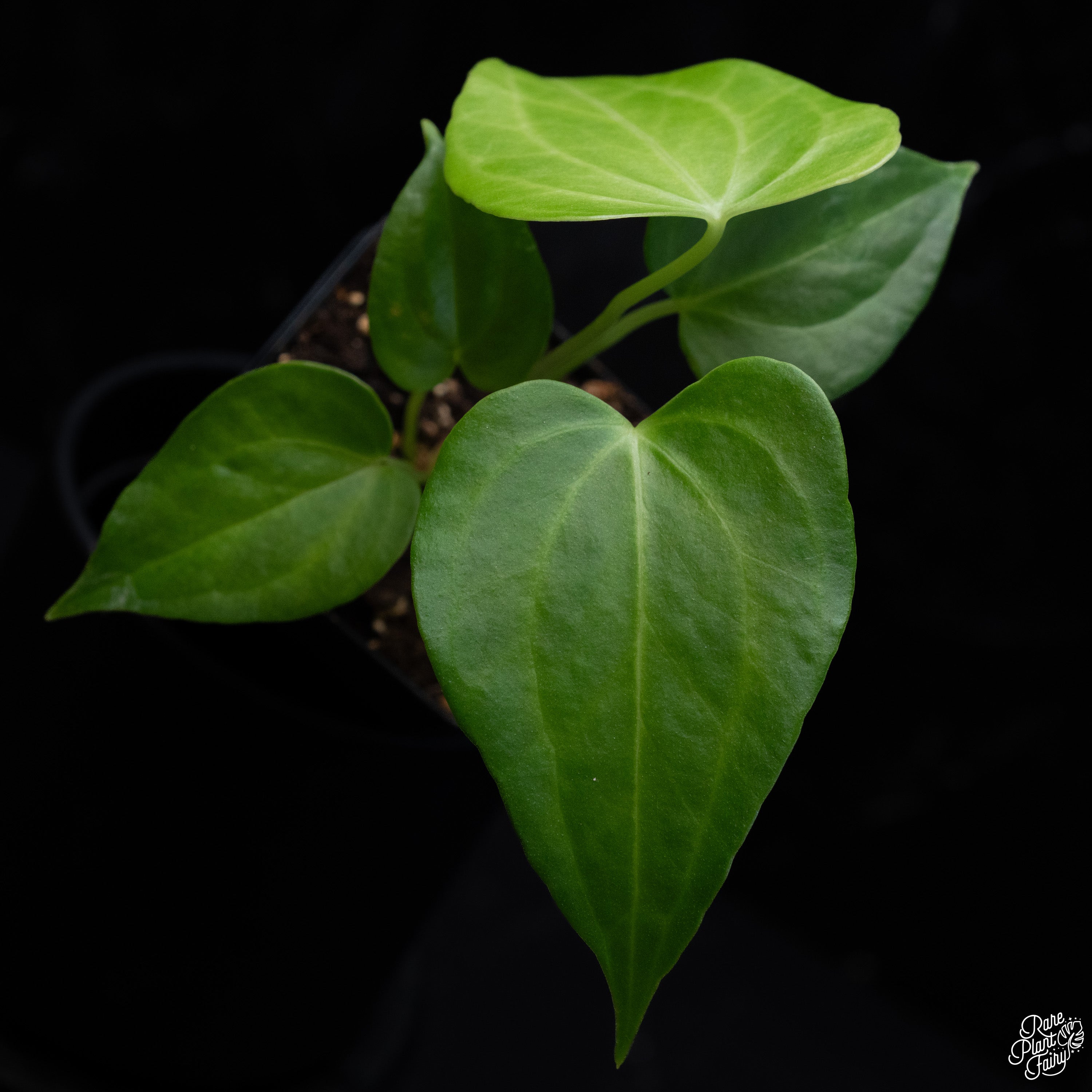 philodendron delta force Anthurium 'Delta Force' *Grower's Choice* Large