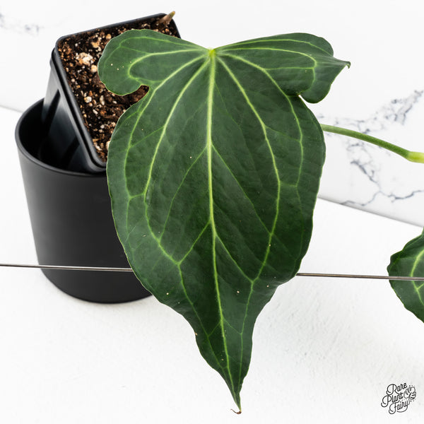 Anthurium 'Delta Force' (wk47-N)