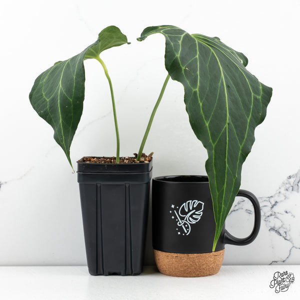 Anthurium 'Delta Force' (wk47-N)