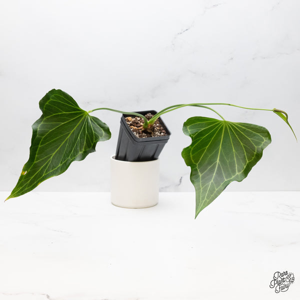 Anthurium 'Delta Force' (wk51-A)