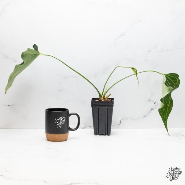 Anthurium 'Delta Force' (wk51-A)