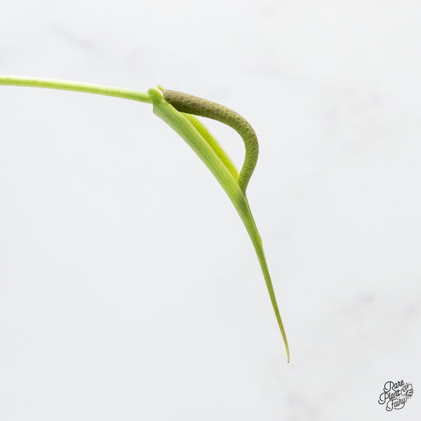 Anthurium 'Delta Force' (wk51-A)