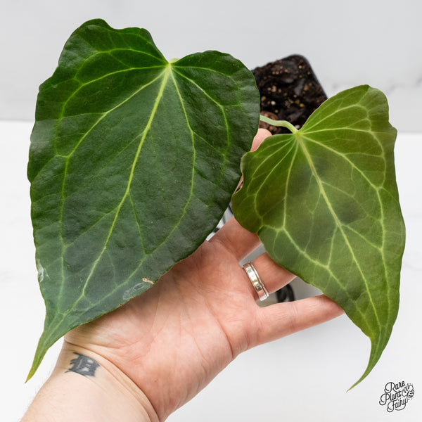 Anthurium 'Delta Force' (wk51-Q)