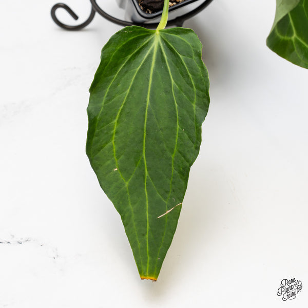 Anthurium 'Delta Force' (wk51-R)